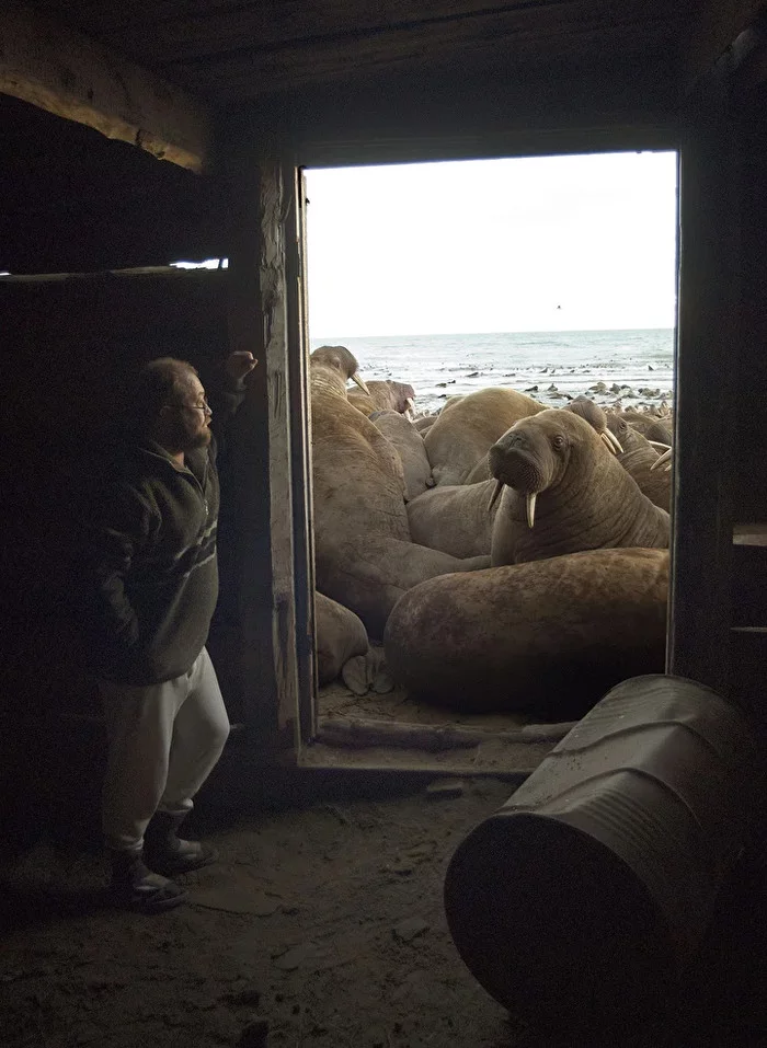 For two months I lived surrounded by 150 polar bears - The Bears, Polar bear, North, Chukotka, Wrangel Island, Arctic Ocean, Longpost