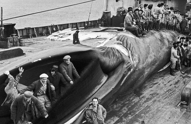 Whalers - the USSR, Fishing, Mining, Whaler, Longpost, Retro, The photo, Black and white photo, Old photo, Whale