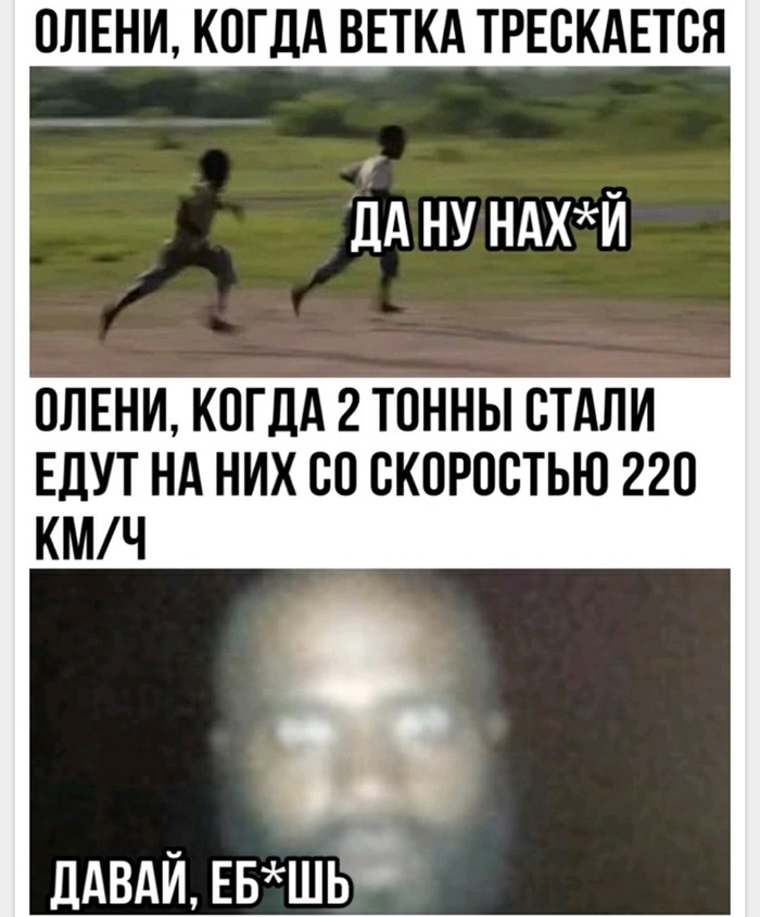 Олень | Пикабу