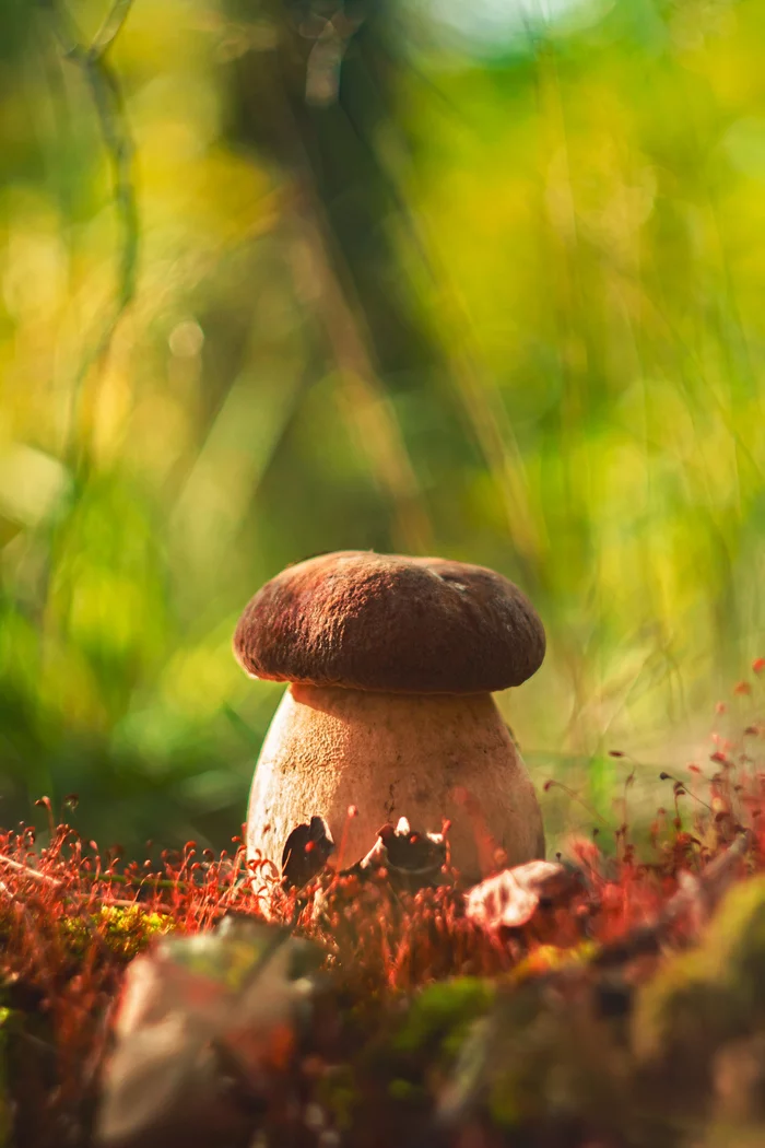 Old man boletus) - My, Autumn, Forest, The photo, Mushrooms, Borovik, beauty, beauty of nature, Nature
