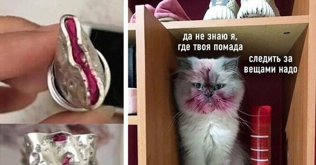 Знай где твоя. Кот в помаде. Кот в помаде Мем. Помада котик. Котик в губной помаде.