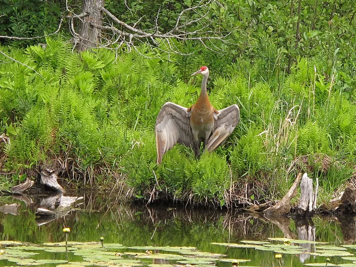 Why do cranes dance: what is known about rare birds (photo) - Animals, Nature, Ecology, Heron, Longpost, Birds