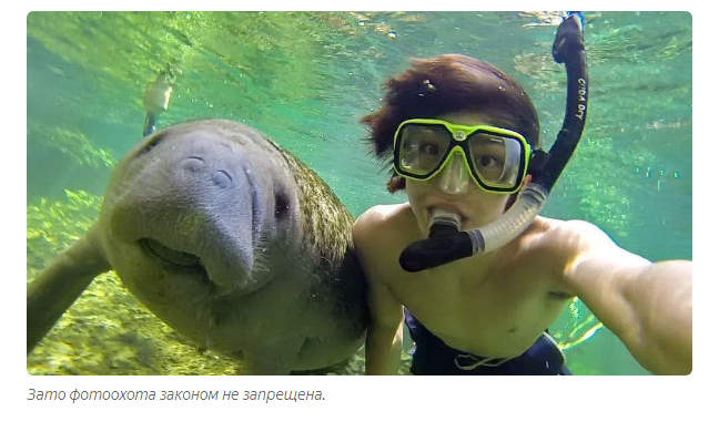 Manatee: 500 kg of cuteness and safety. How do sea cows live? - Manatee, Animals, Yandex Zen, Longpost