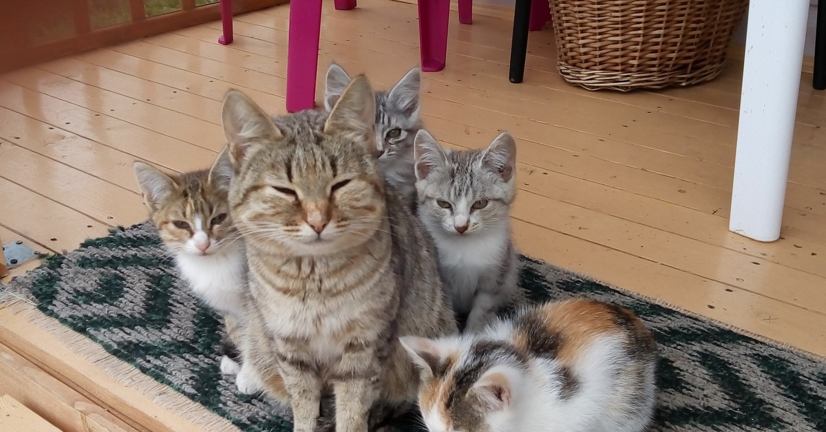 Звук кошки мамы котятам