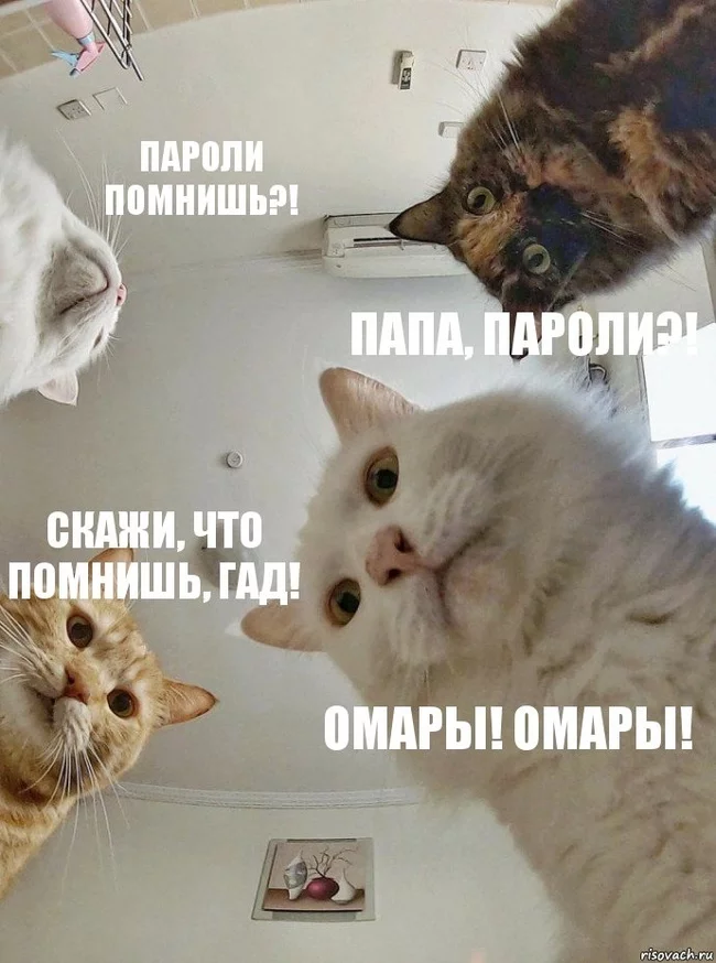 Awoke... - Natasha we dropped everything, FBK, Picture with text, Politics, Alexey Navalny, cat