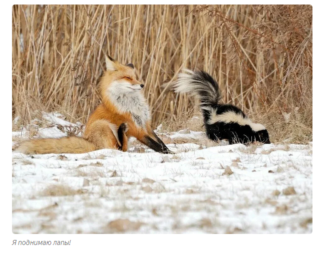 Skunk: Legendary stink. What is tailed artillery really capable of? - Skunk, Animal book, Yandex Zen, GIF, Longpost, Animals