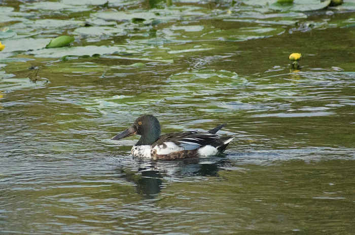 SHIROKONOSKA - My, Duck, Ornithology, Hobby, Nature, Birds, beauty, Schelkovo, Video, Longpost