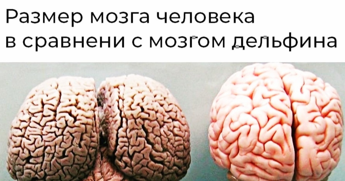 Появятся мозги. Мозг дельфина и человека. Размер мозга дельфина и человека. Мозг человека и дельфина отличия.