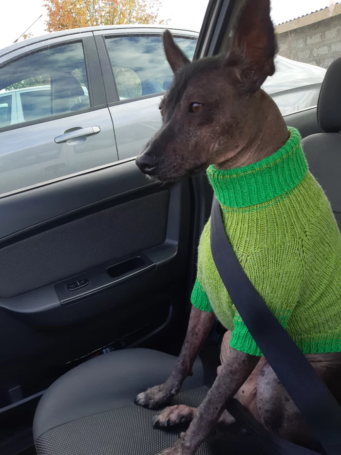 A good boy and a responsible citizen - My, Dog, Xoloitzcuintli, Motorists, Safety, Milota, Longpost