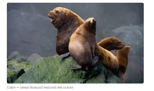 Sea lion: Incomprehensible Kamchatka. Huge sea lions steal fish, fight on the shore and this is the norm! - Sea lions, Animal book, Yandex Zen, Animals, Longpost