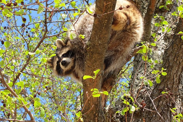 Raccoon Kuzyasha - My, Raccoon, Pets, Animals, Love, Milota, Longpost