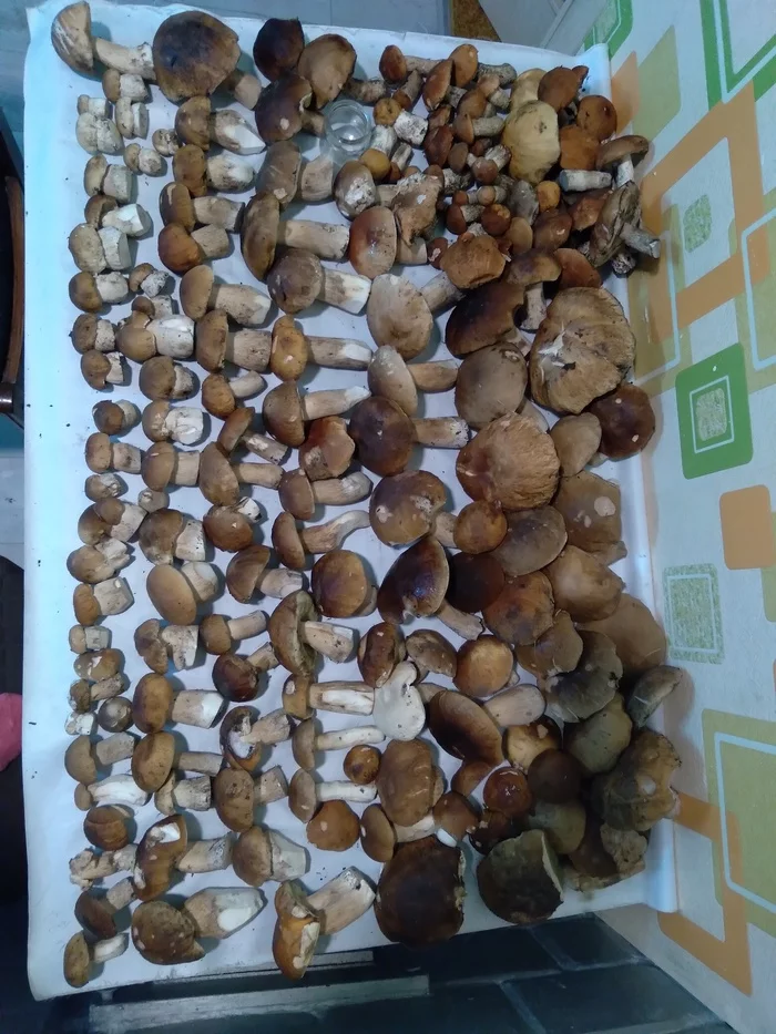 There have been no mushrooms for a long time. Continuation. What do we do with mushrooms? - My, Mushrooms, Mushroom pickers, Porcini, Food, Yummy, Borovik, Drying, Blanks, Longpost