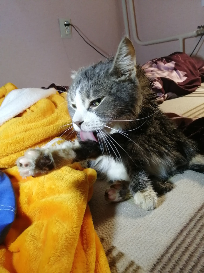 О вере в людей и котиках