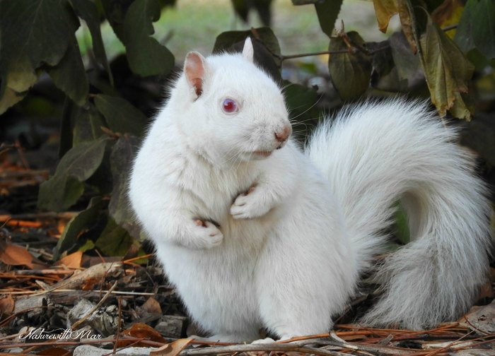 как мы спасли белку. Смотреть фото как мы спасли белку. Смотреть картинку как мы спасли белку. Картинка про как мы спасли белку. Фото как мы спасли белку как мы спасли белку. Смотреть фото как мы спасли белку. Смотреть картинку как мы спасли белку. Картинка про как мы спасли белку. Фото как мы спасли белку