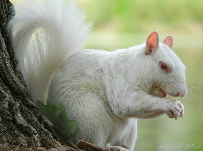 как мы спасли белку. Смотреть фото как мы спасли белку. Смотреть картинку как мы спасли белку. Картинка про как мы спасли белку. Фото как мы спасли белку как мы спасли белку. Смотреть фото как мы спасли белку. Смотреть картинку как мы спасли белку. Картинка про как мы спасли белку. Фото как мы спасли белку