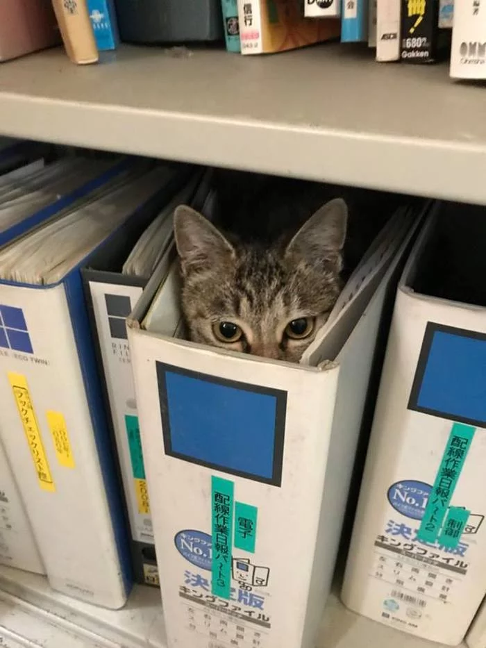 Secret file - cat, Kittens, Office Supplies, Hide and seek, Milota