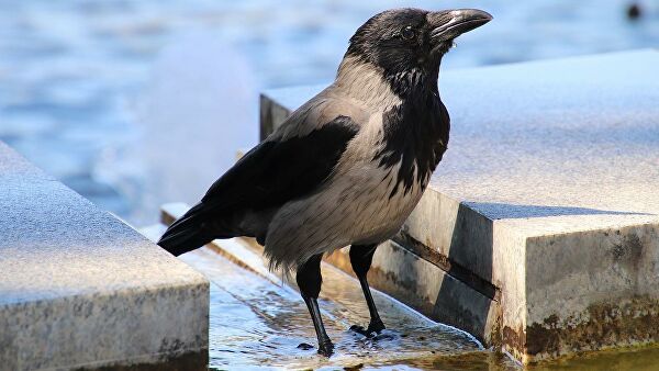 The Ministry of Natural Resources explained how it will protect the roof of parliament from crows for 43 million. How do you like this Elon Musk? - Crow, Moscow, Ornithology, Birds, Mep