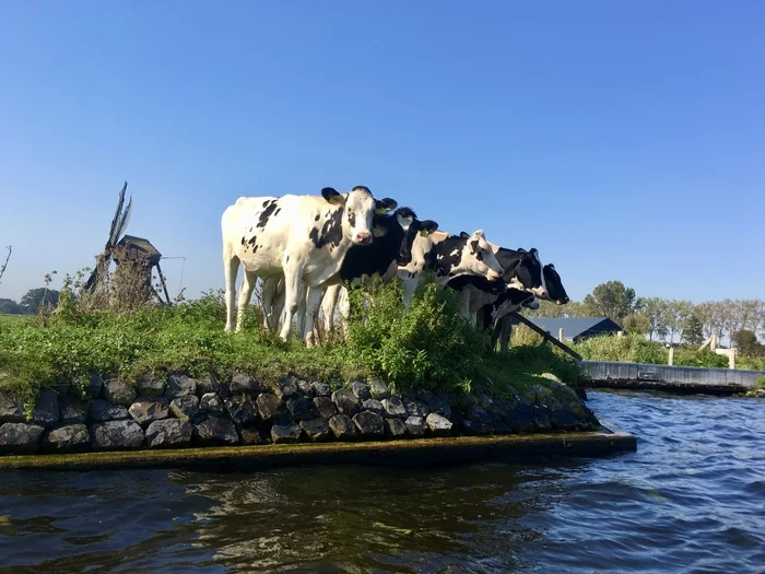 Chicks - My, Heifer, Netherlands (Holland), Mill, Cow