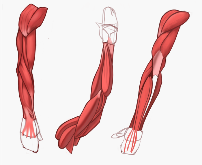 Как рисовать мышцы
