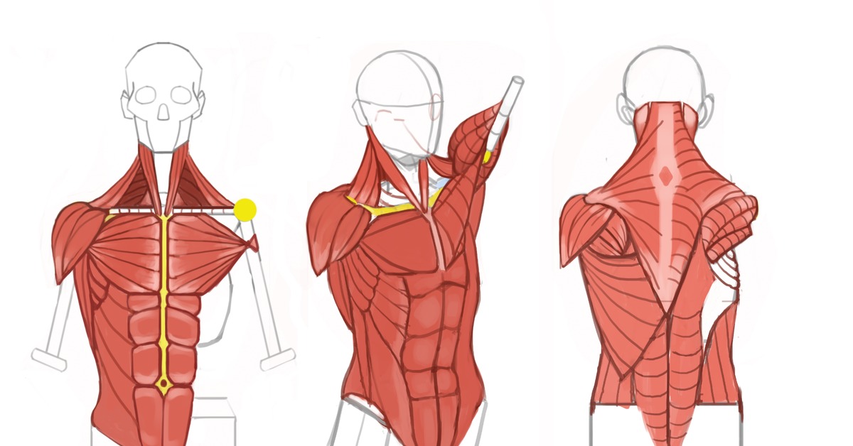 Anatomy 2. Рисовать мышцы. Зарисовка мышц головы. Мышцы рисунок для детей. Мужская грудь рисунок.