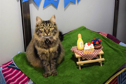 Britain's 'loneliest' cat has finally found an owner - cat, Shelter, Kindness