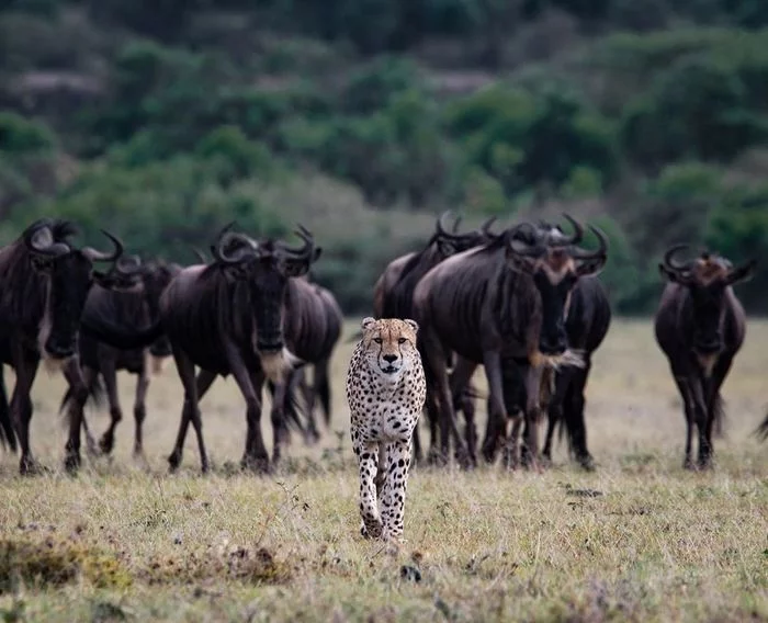 I'm leaving proudly - Cheetah, Small cats, Antelope, Masai Mara, The photo, Africa, Animals, Wild animals