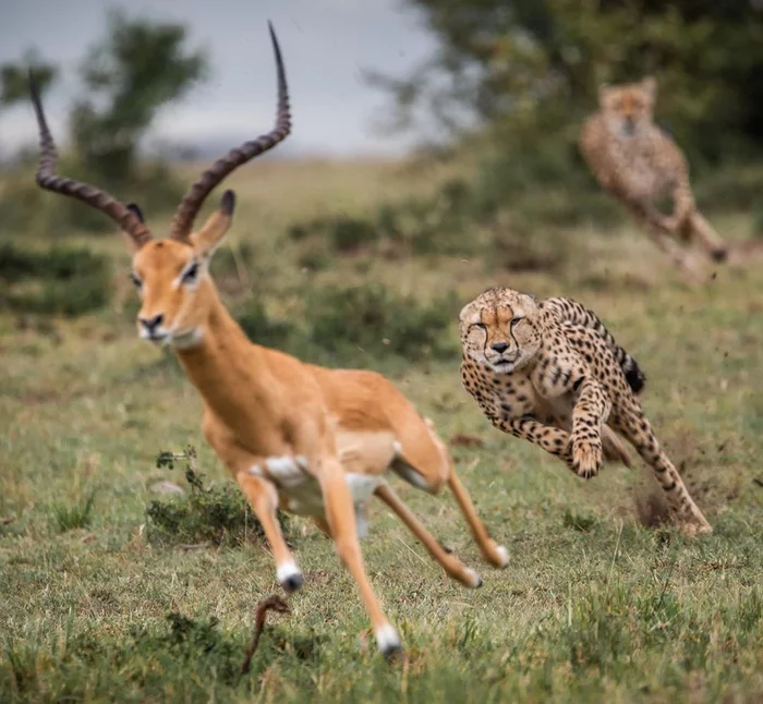 Deadly race - Cheetah, Small cats, Antelope, Masai Mara, The photo, Africa, Animals, Wild animals, Impala, Hunting