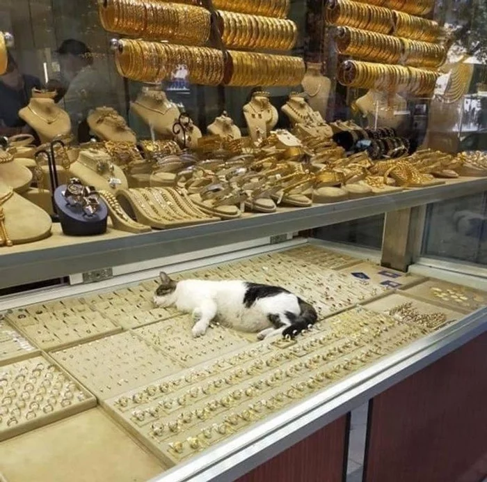 The most important treasure - cat, hidden treasures, Dream, Jewelry shop