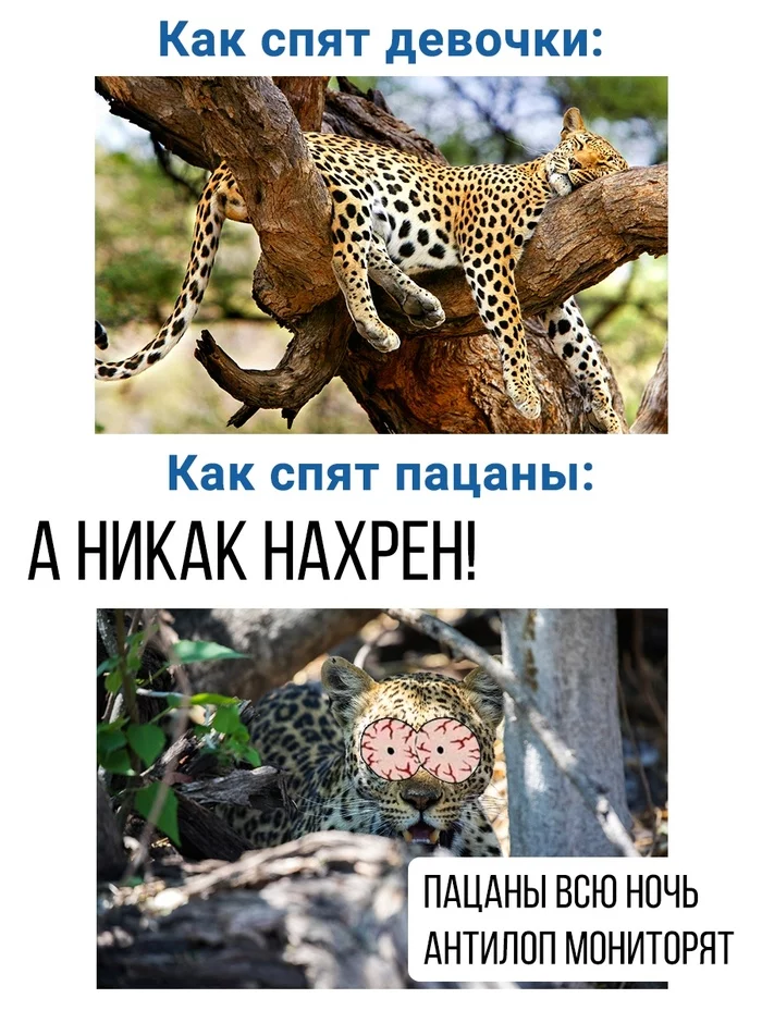 News No. 1092: Male and female leopards chose different daily routines - My, Obrazovach, The science, news, Biology, Memes, Leopard, Nature, Dream, Picture with text, Big cats, Animals