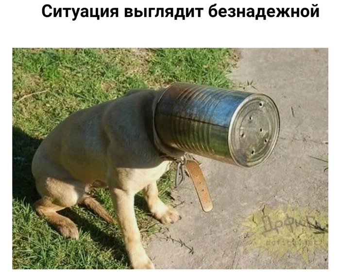 Сова в городе что делать. Смотреть фото Сова в городе что делать. Смотреть картинку Сова в городе что делать. Картинка про Сова в городе что делать. Фото Сова в городе что делать