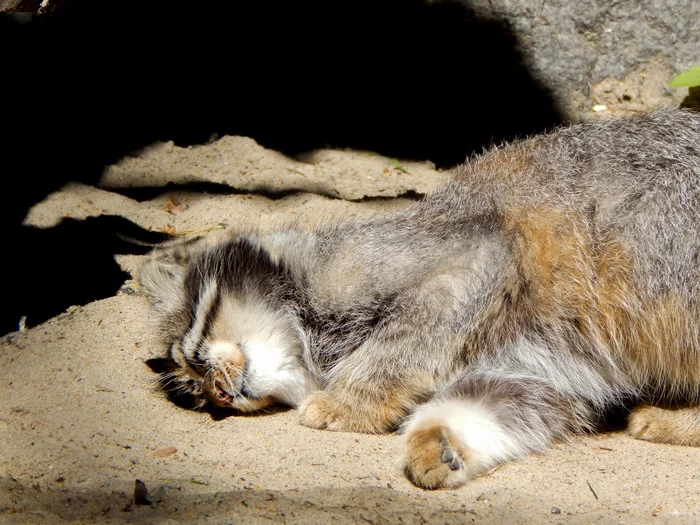 Little adult - My, Pallas' cat, Small cats, Novosibirsk Zoo, Longpost, Cat family, Animals, Zoo