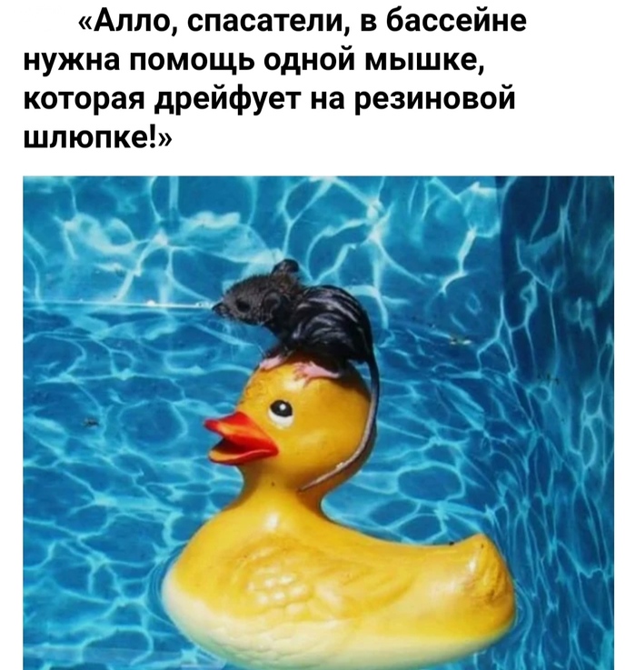Сова в городе что делать. Смотреть фото Сова в городе что делать. Смотреть картинку Сова в городе что делать. Картинка про Сова в городе что делать. Фото Сова в городе что делать