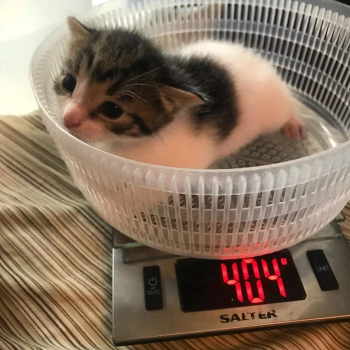 404 grams of cuteness - cat, Milota, Kittens