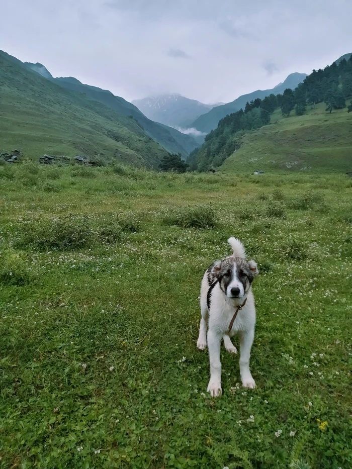Mountain guards - My, Georgia, Travels, The mountains, Dog, Herding dogs, Longpost, Caucasus mountains, Video, The photo, Mobile photography, Wolfhound, Sheepdog