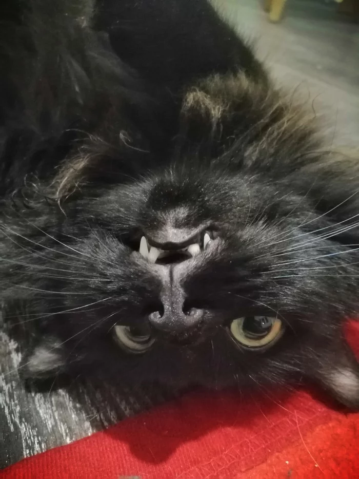 Vampire cat - My, cat, Pets