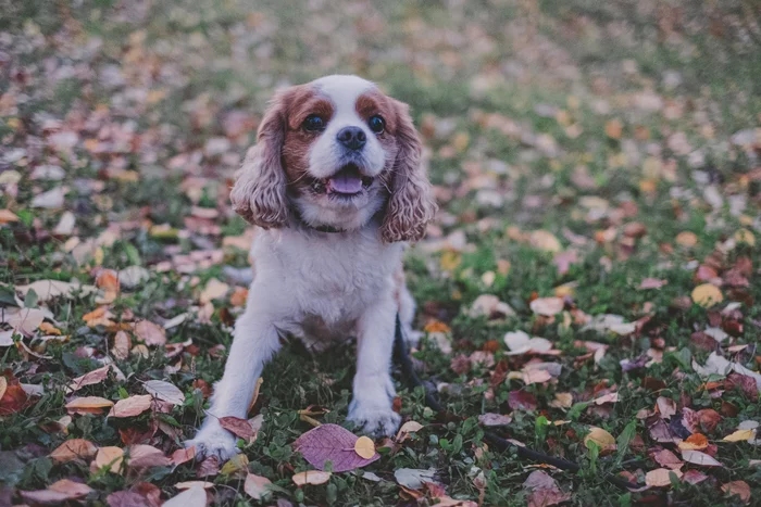 Autumn Cavalier - My, Cavalier king charles spaniel, Dog, Autumn