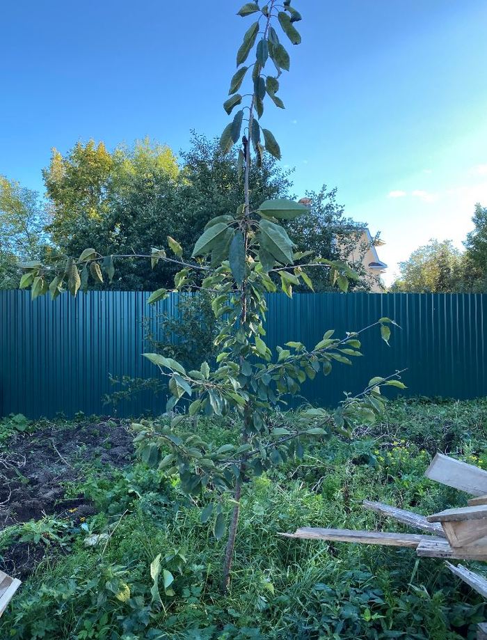 Cherry pruning - My, Garden, Cherries, Gardening, Help