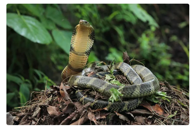 King Cobra: An enemy among one's own. The Death Queen destroys the rest of the snakes - King Cobra, Animals, Yandex Zen, Snake, Longpost