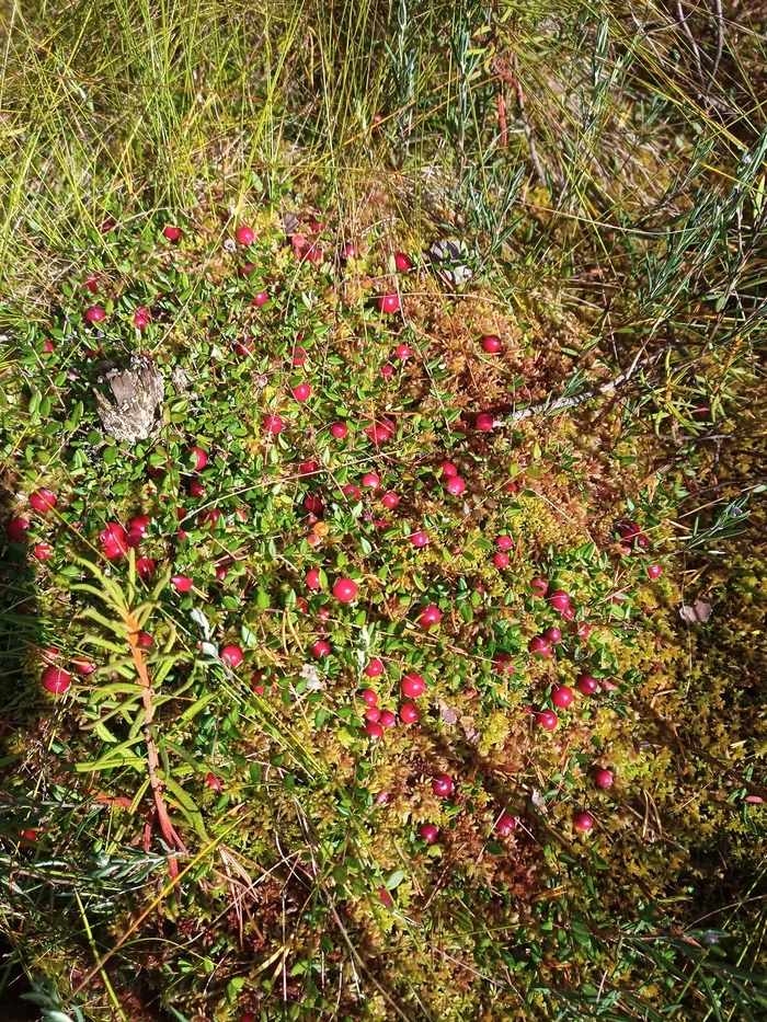 cranberry swamp - Cranberry, Nature