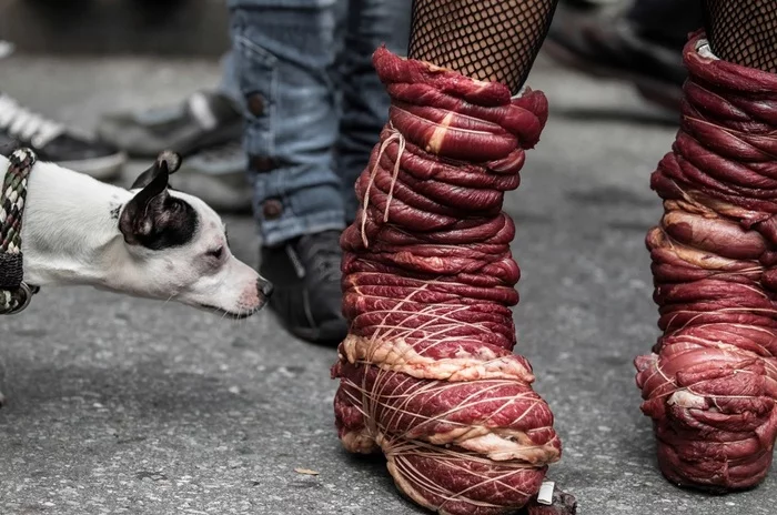 Yummy... - Humor, Dog, Shoes, Beef, Food, Yummy