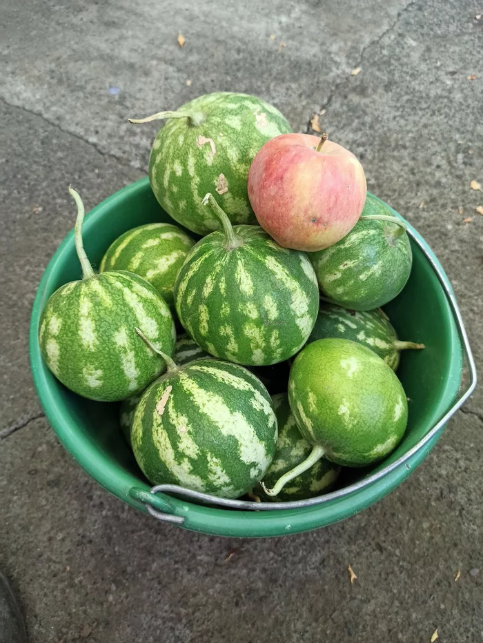 Harvest was a success - My, Harvest, Dacha, Watermelon, Apples, The size