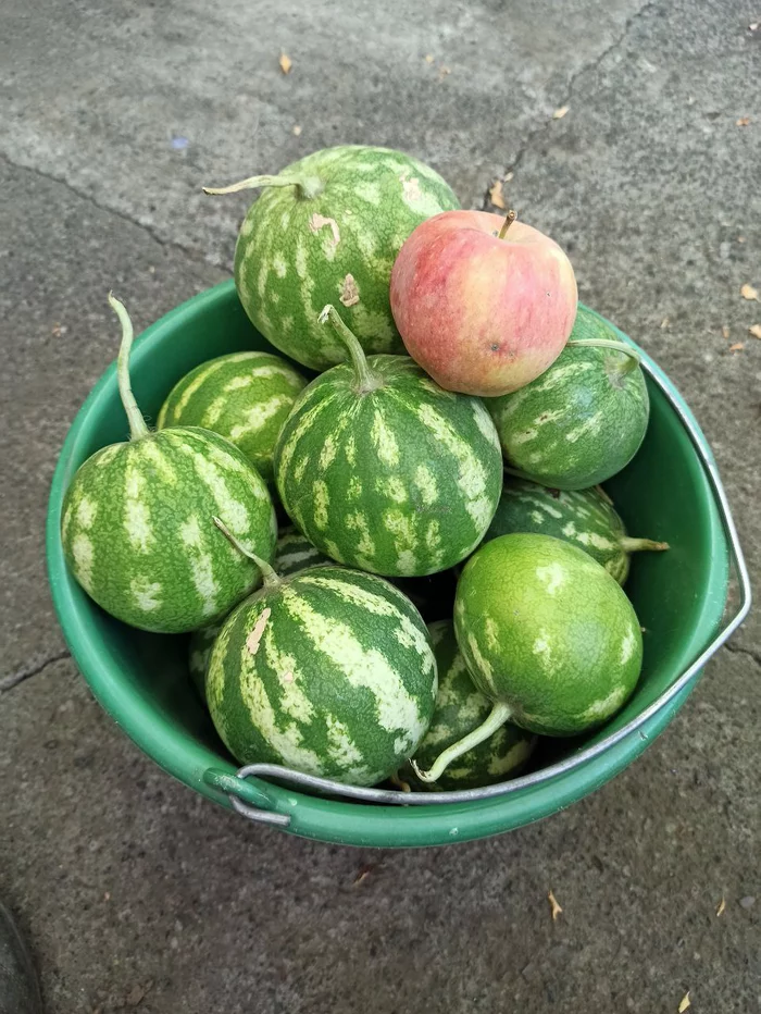 The harvest was a success - My, Harvest, Dacha, Watermelon, Apples, The size