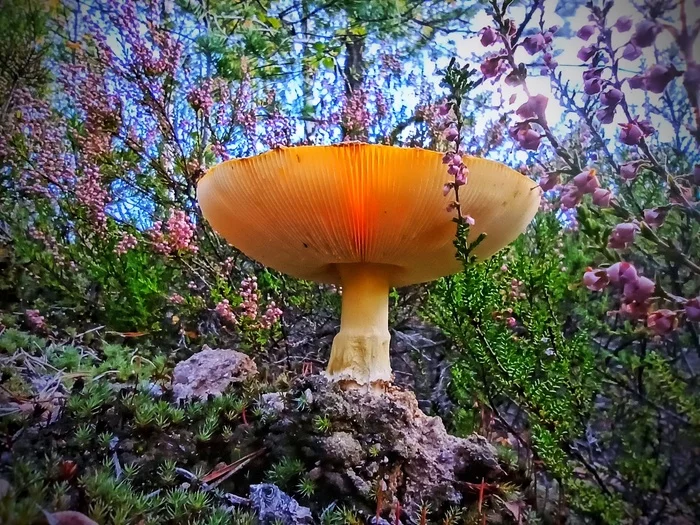 Important mushroom - My, Mobile photography, Mushrooms, Nature