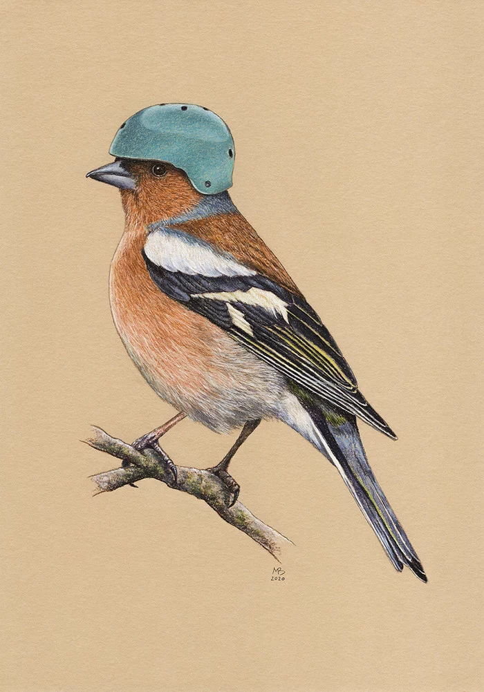 Finch - My, Drawing, Birds, Finches, Pastel, Art, Animalistics, Birds in hats