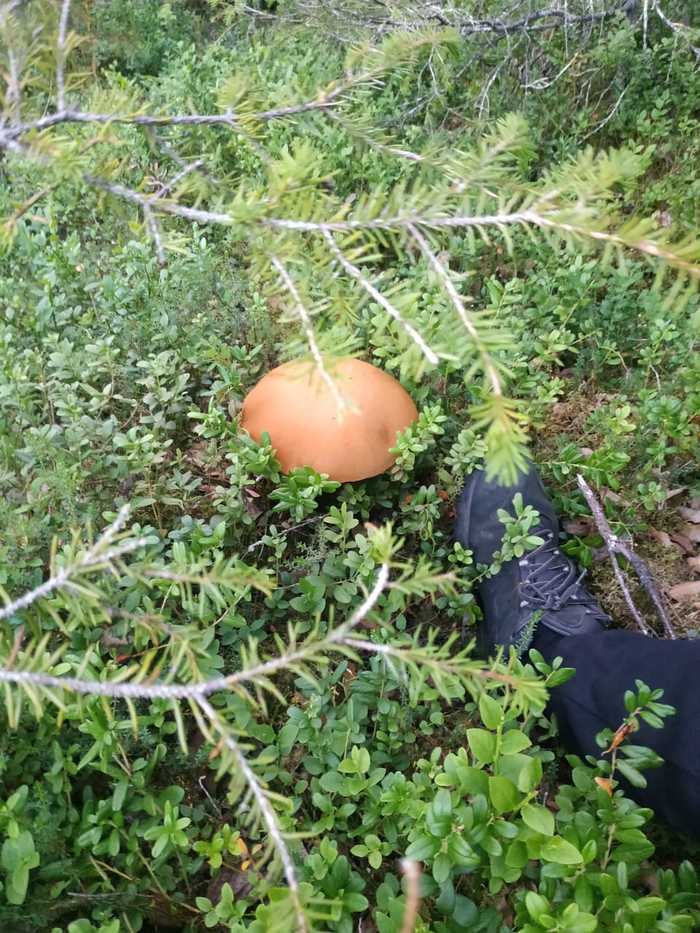 Куда съездить в карелии на машине с палаткой. Смотреть фото Куда съездить в карелии на машине с палаткой. Смотреть картинку Куда съездить в карелии на машине с палаткой. Картинка про Куда съездить в карелии на машине с палаткой. Фото Куда съездить в карелии на машине с палаткой