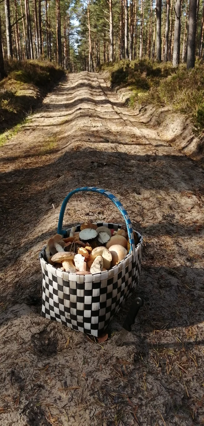 Where are so many of you from? - Latvia, Mushrooms, Forest, Nature, Longpost