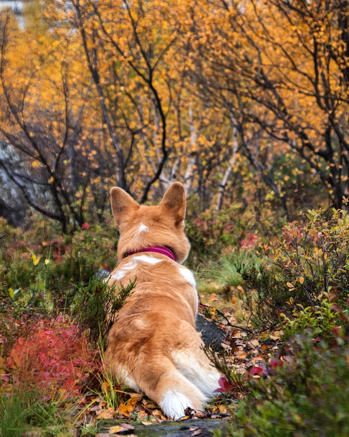 Winter is coming soon - My, Corgi, Dog, Autumn, Nature