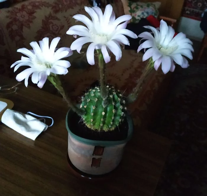 The influence of the sun on the flowering of a cactus. Children for nothing - My, Cactus, Blooming cacti, Echinopsis cactus, Minsk, Republic of Belarus, Flowers, I will give, No rating