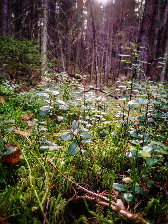 ������ ���