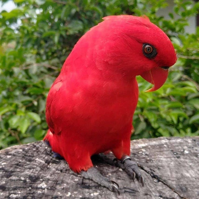 Red loris (Eos bornea) - The photo, Birds, A parrot, Red, Laurie